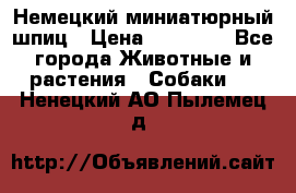 Немецкий миниатюрный шпиц › Цена ­ 60 000 - Все города Животные и растения » Собаки   . Ненецкий АО,Пылемец д.